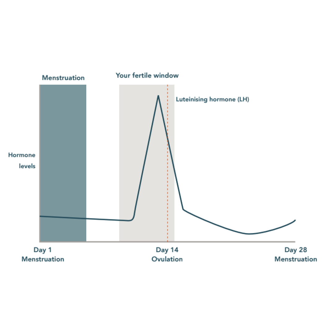 Your Guide To Ovulation Tracking B a Fertility your-guide-to-ovulation-tracking-b-a-fertility